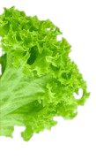 Fresh lettuce decoration