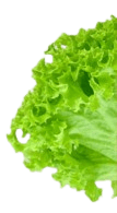 Fresh lettuce decoration